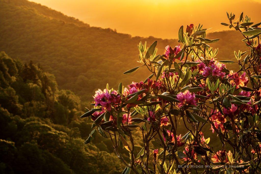 Sun Kissed Rhodo 1