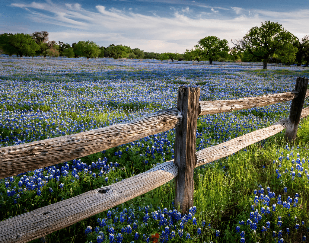 Blue Bonnet Roll