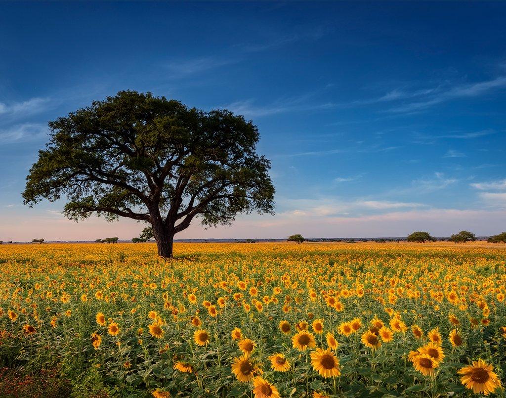 texas sunflowers