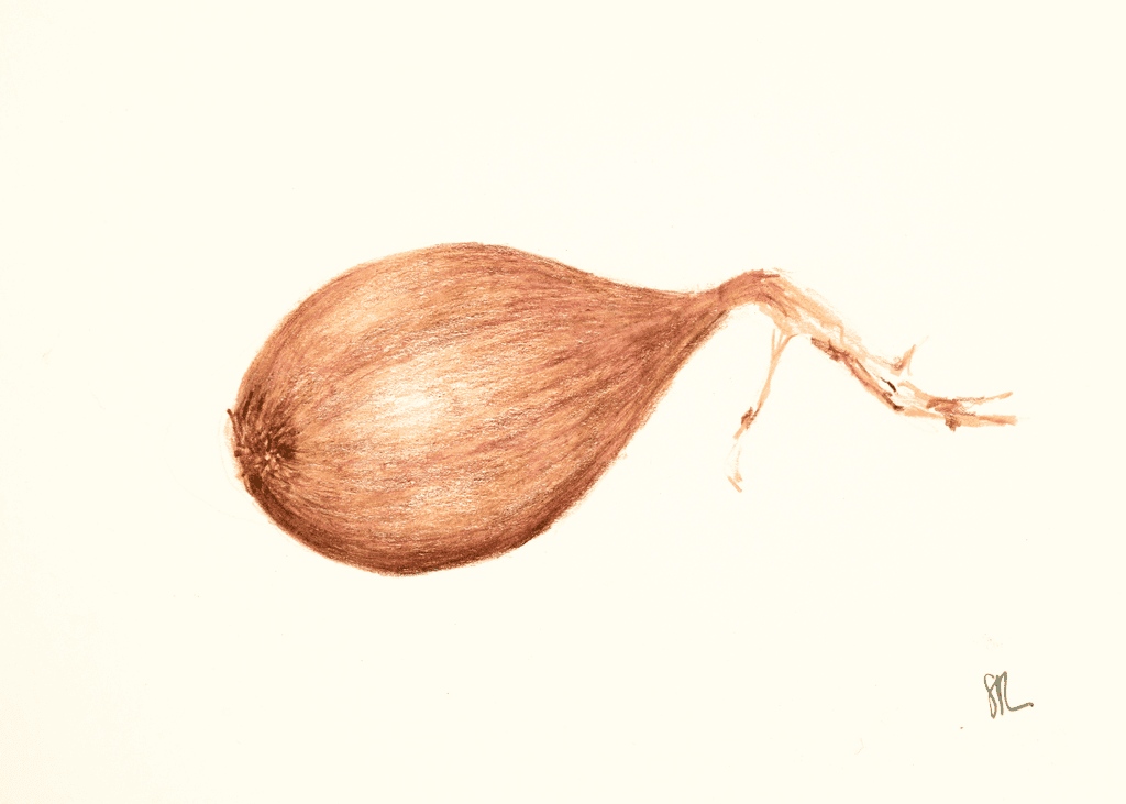 Shallot