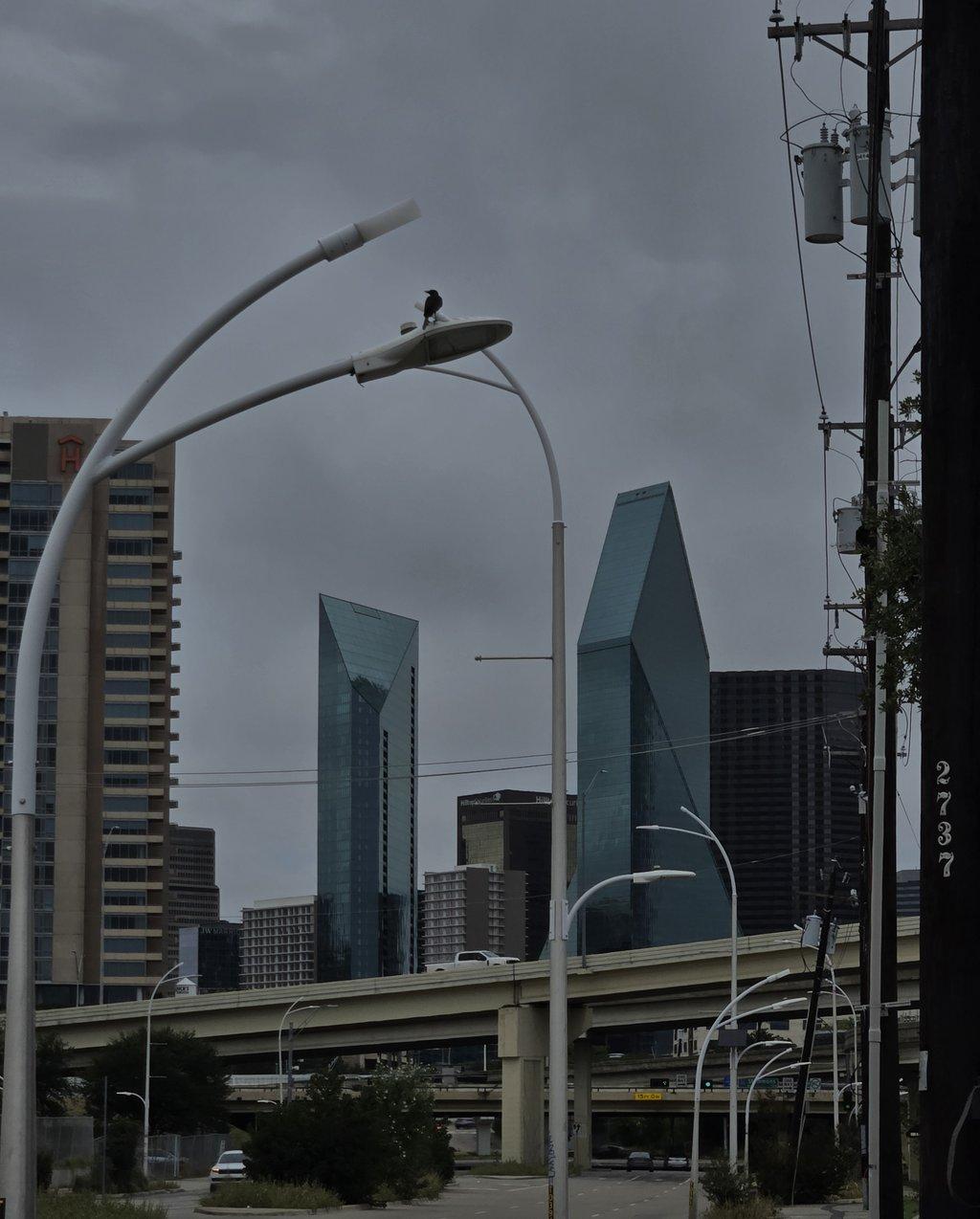 Bird In The City