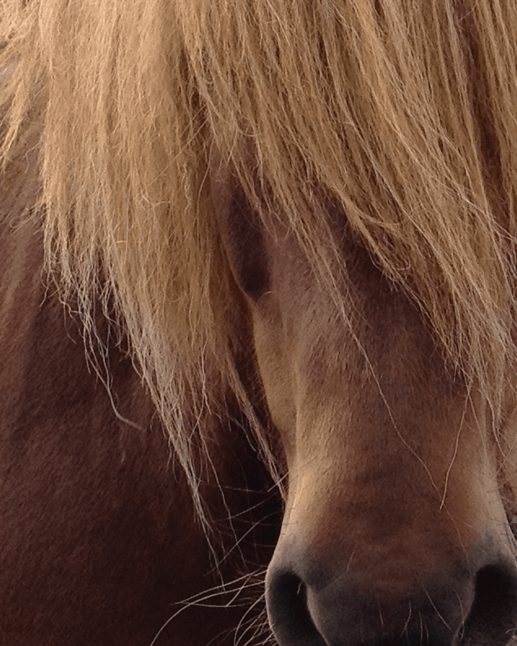 Icelandic Horse I