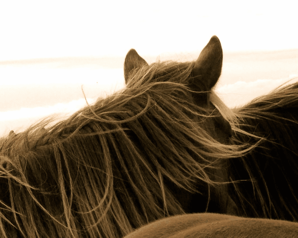 Icelandic Horse III