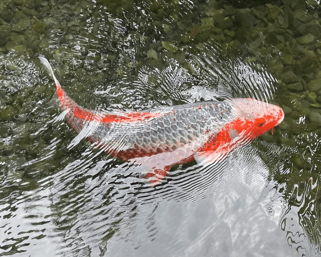 Koi in Motion