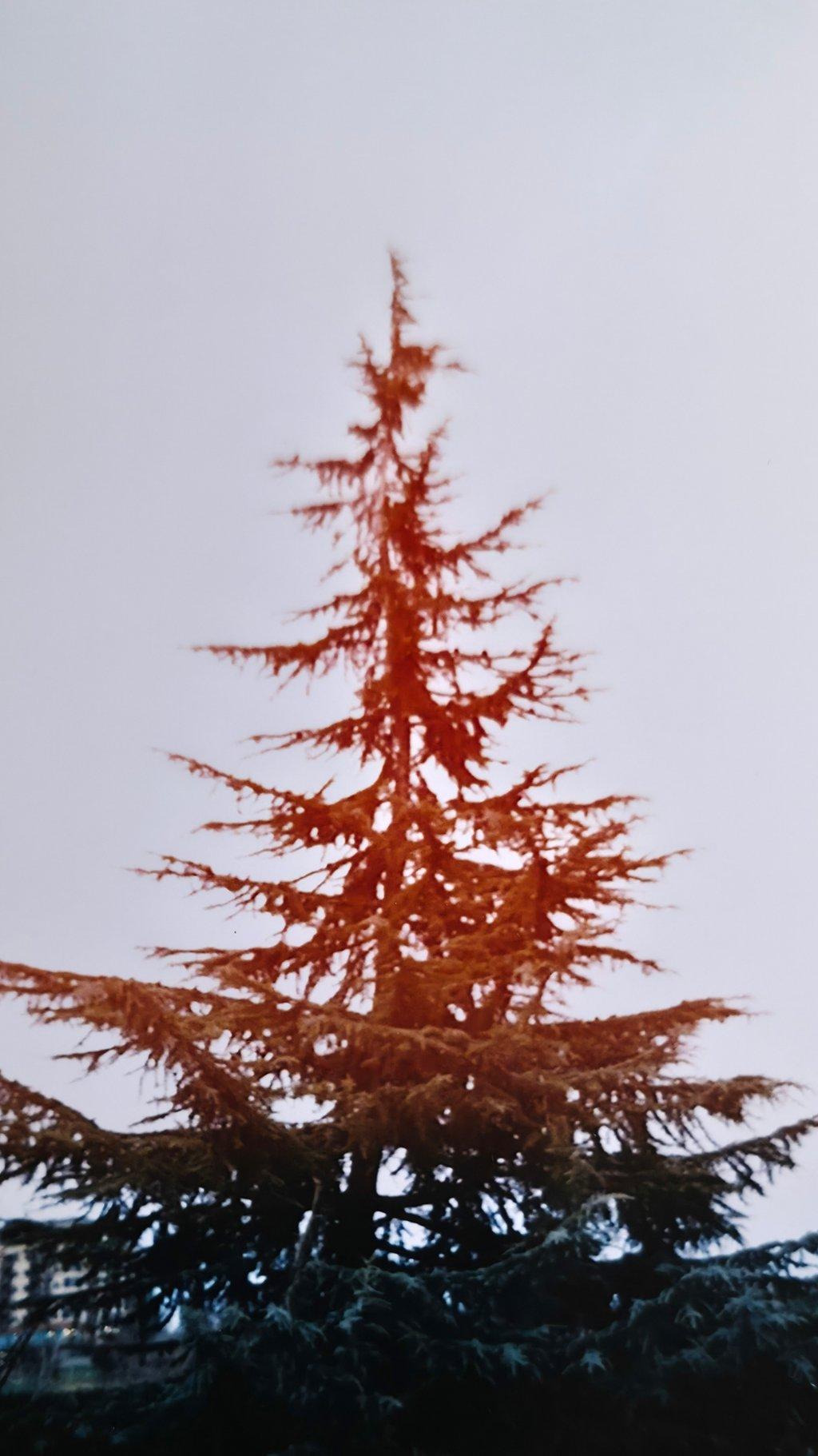 Red Film Tree Top