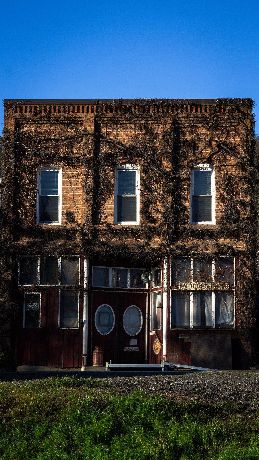 Vines on Vintage Building