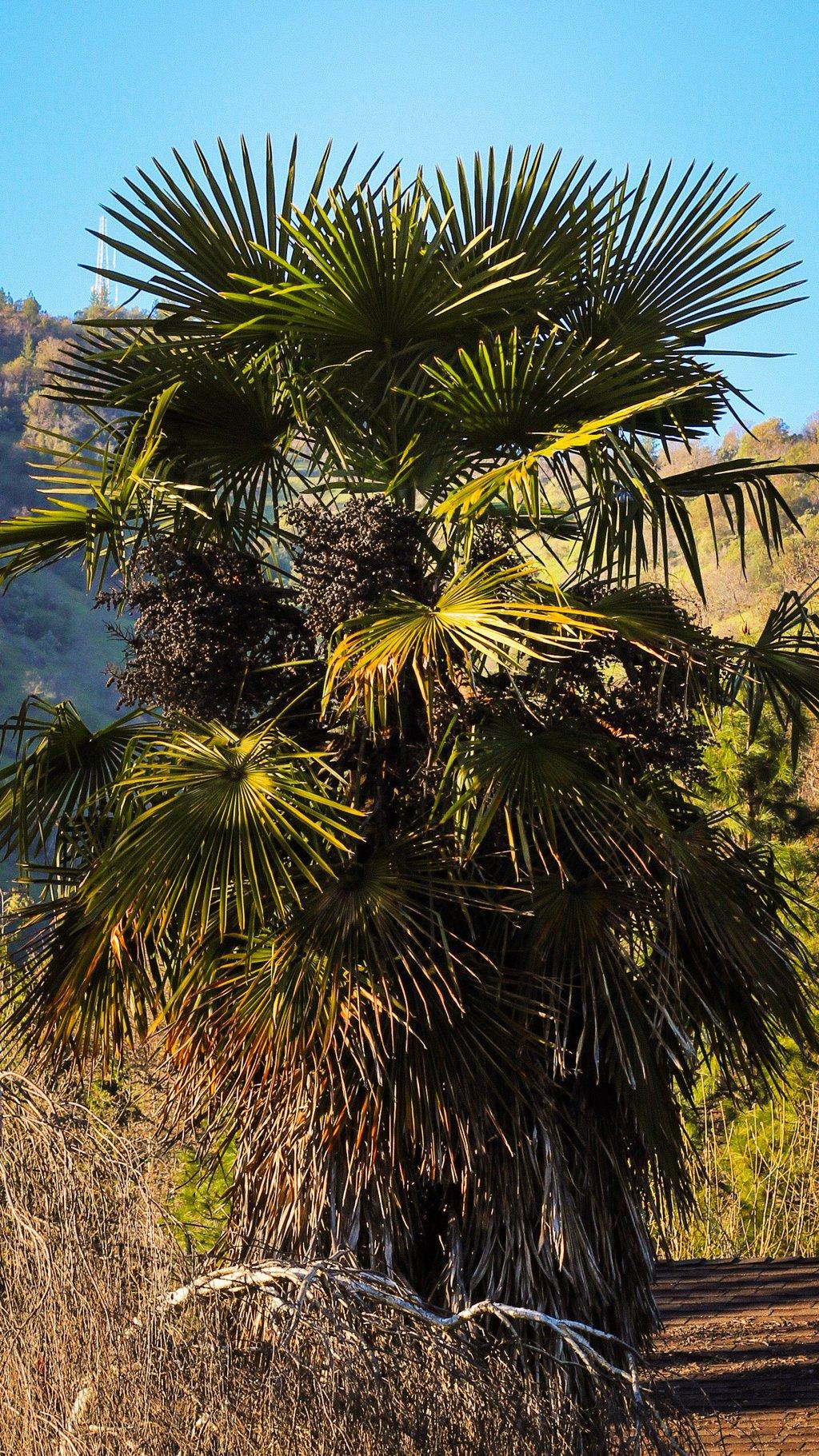 Gold Hill Palm