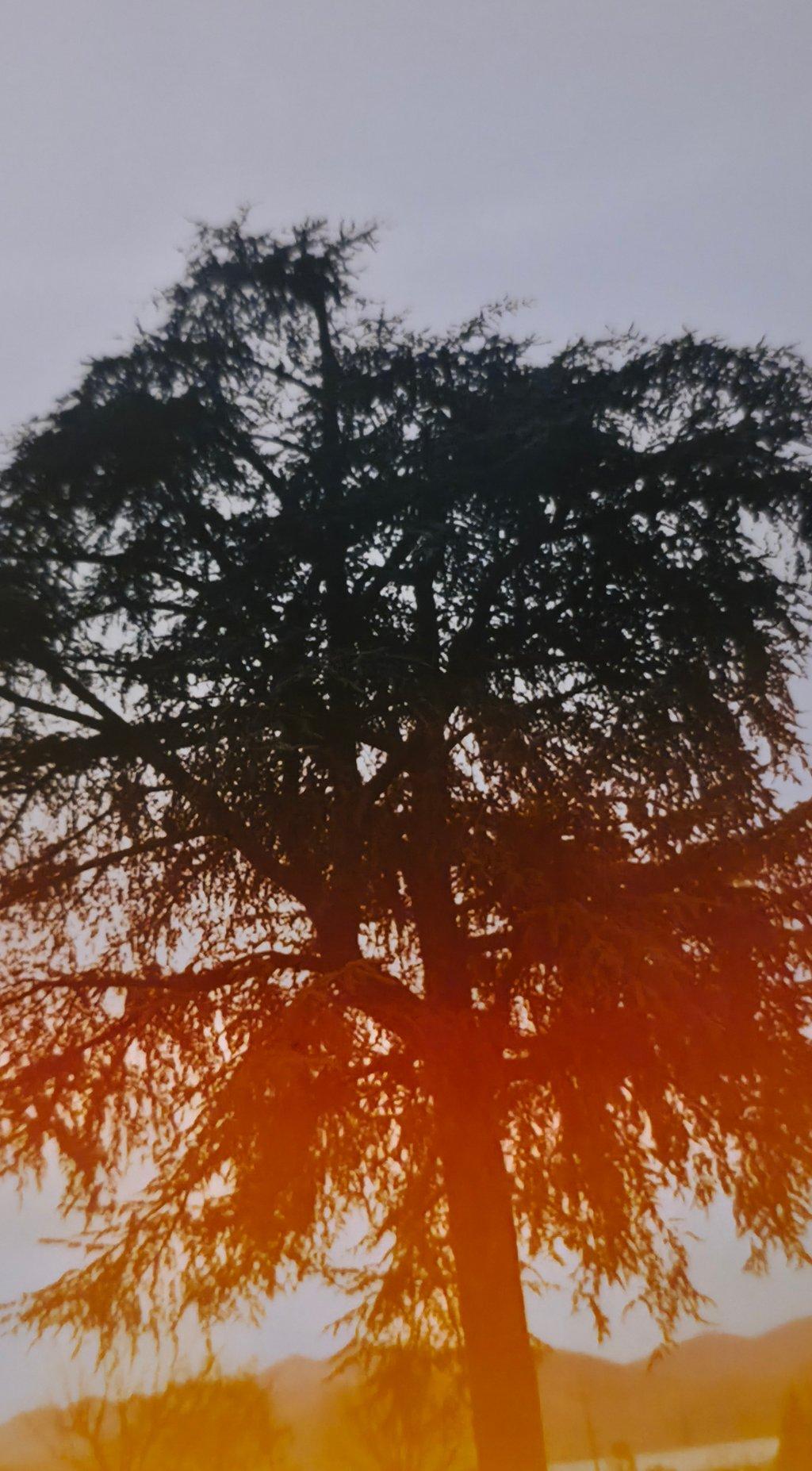 Orange Base Film Tree