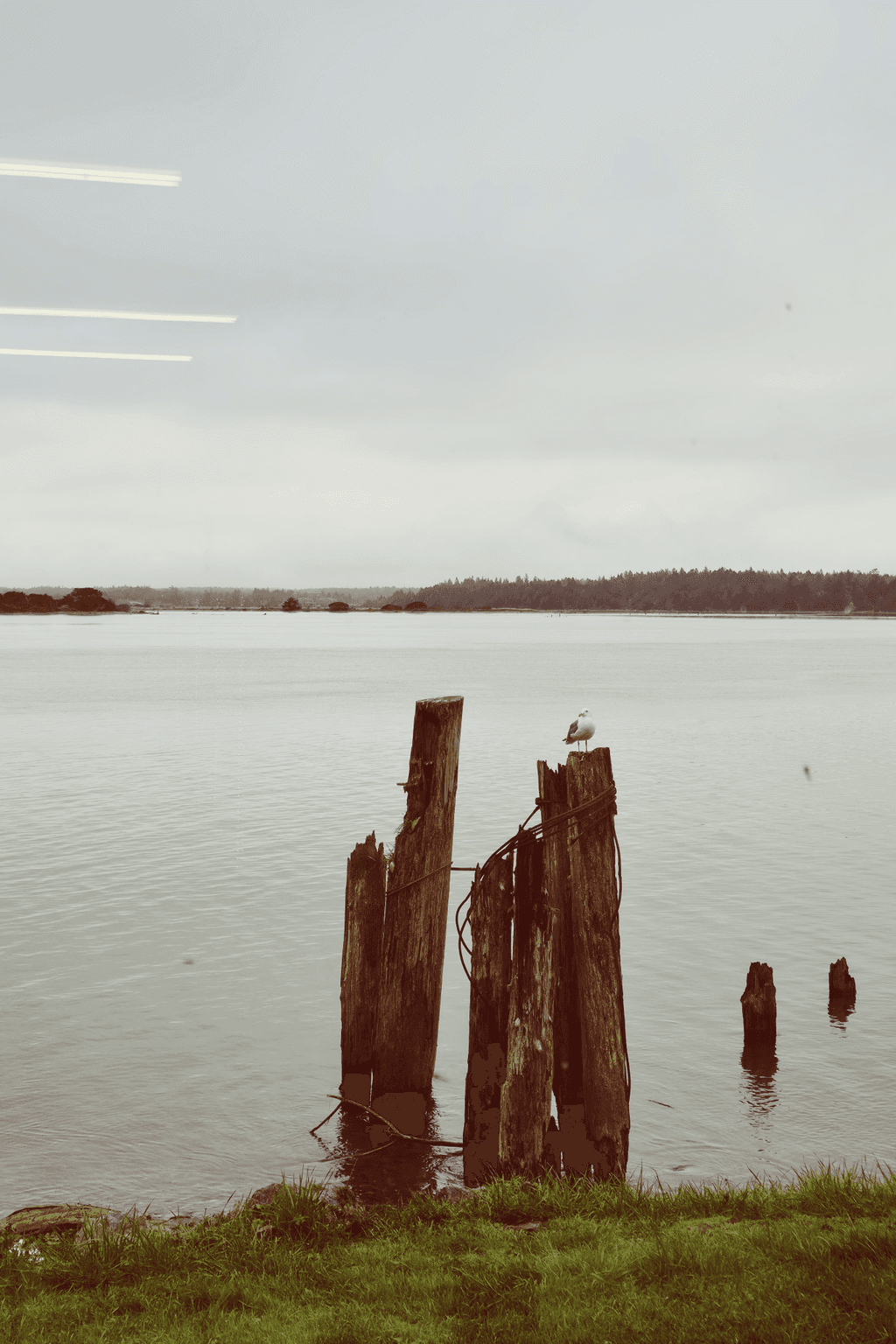 Bird & Office Lights