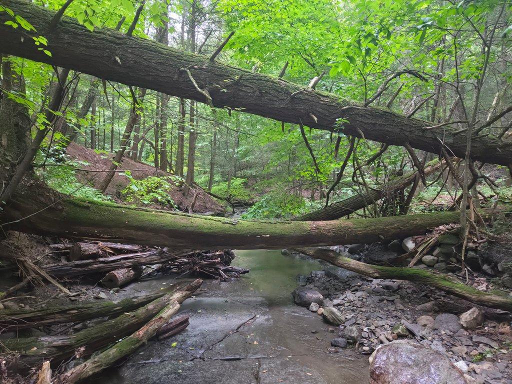 Fallen Trees in Gorge