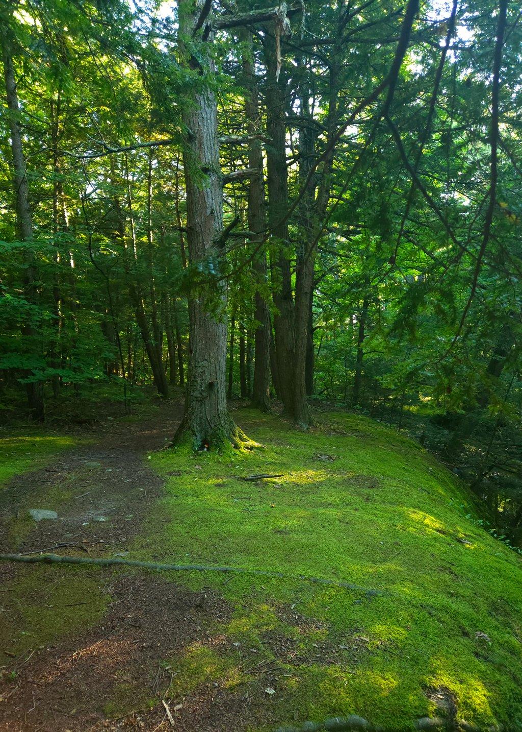 Mossy Forest Trail