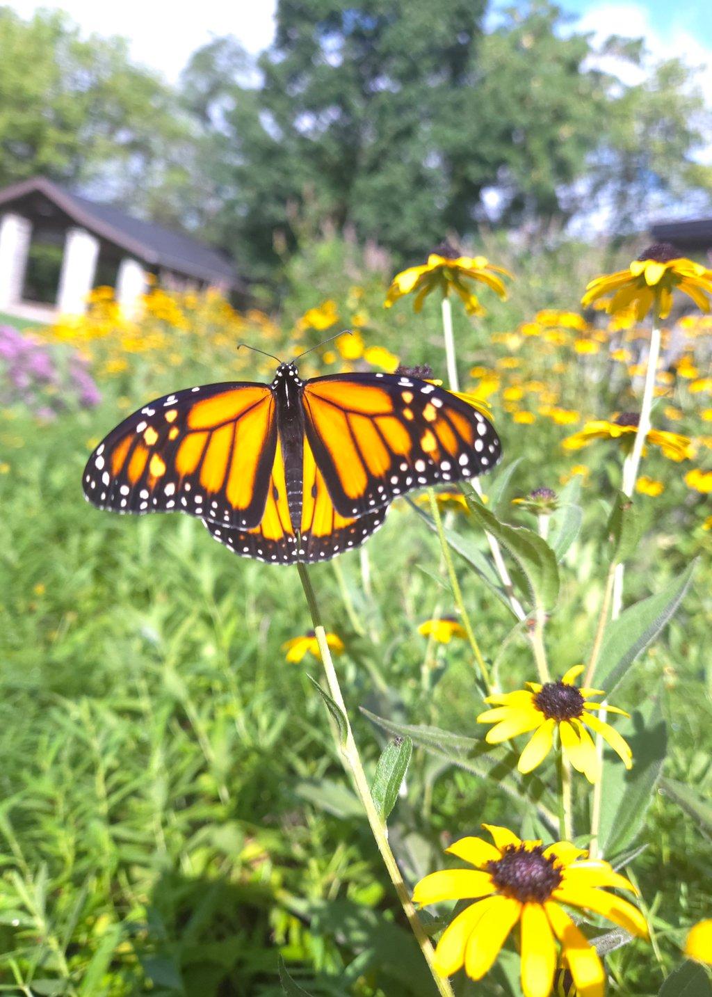 Monarch Butterfly