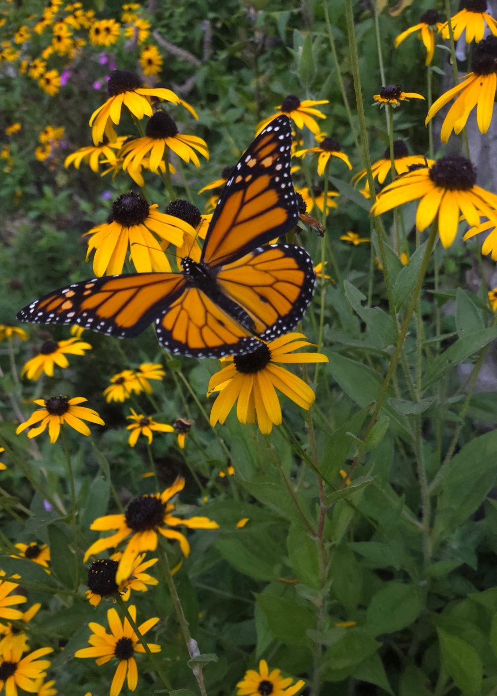 Monach Butterfly
