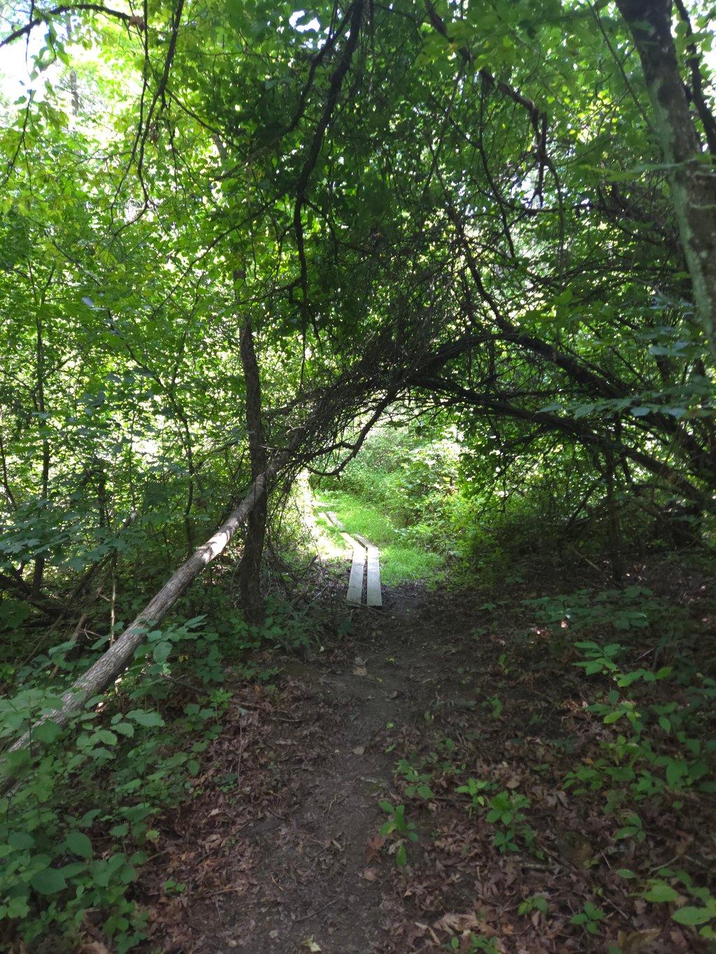 Forest Path Natural Arch