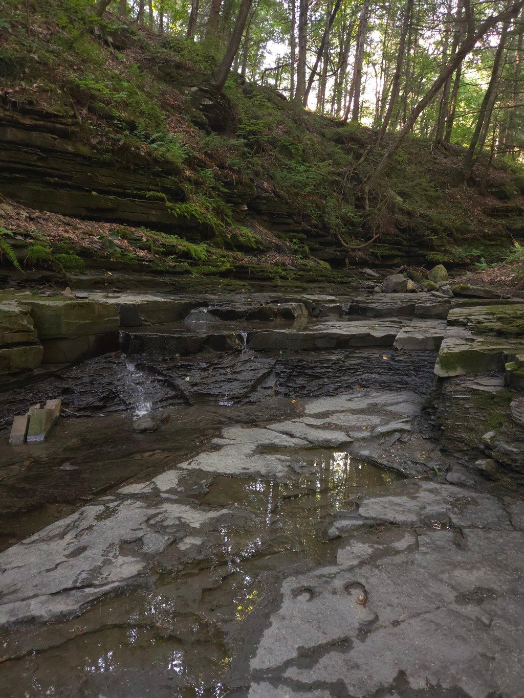 Forest Ravine