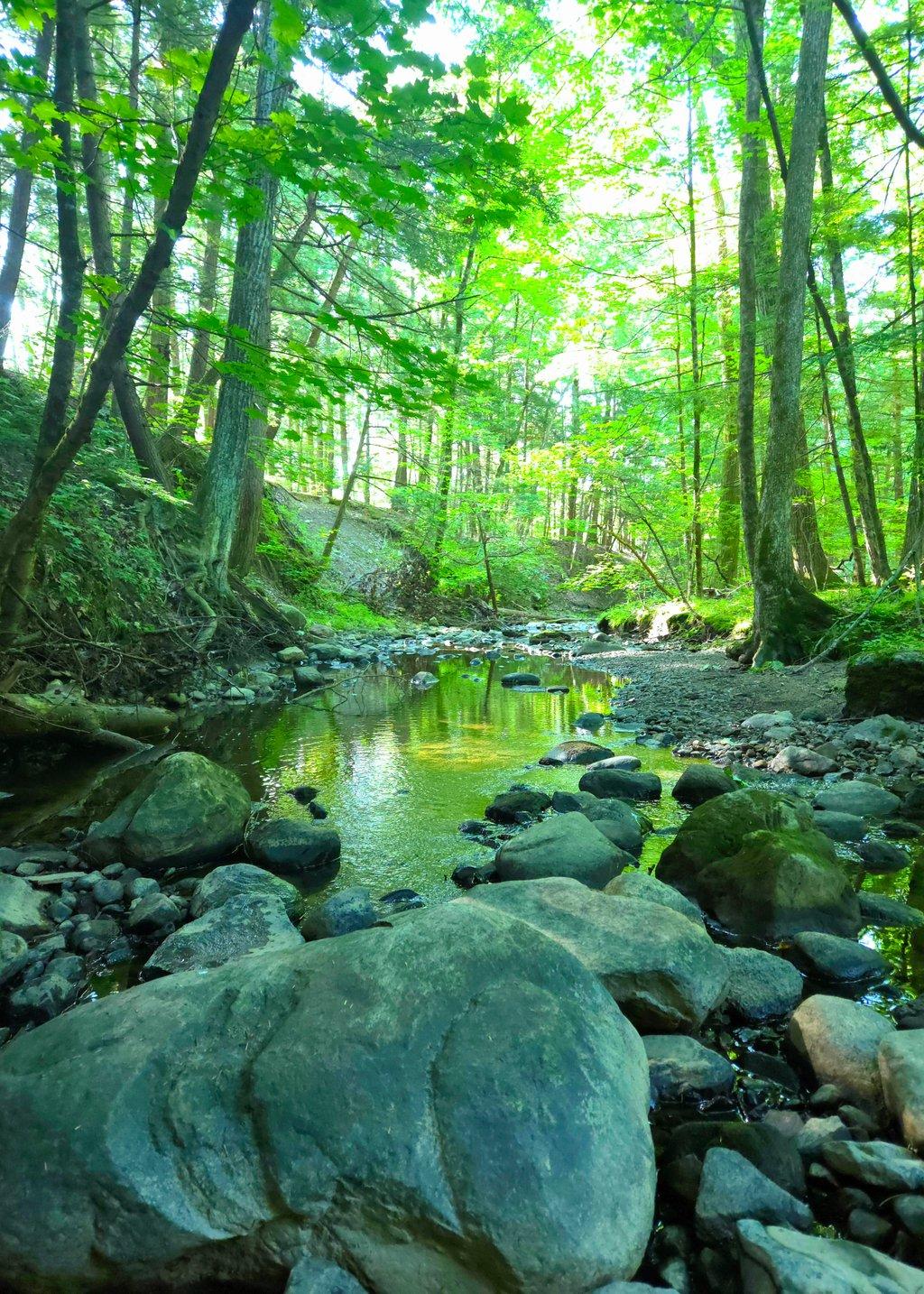 Serene Forest Stream