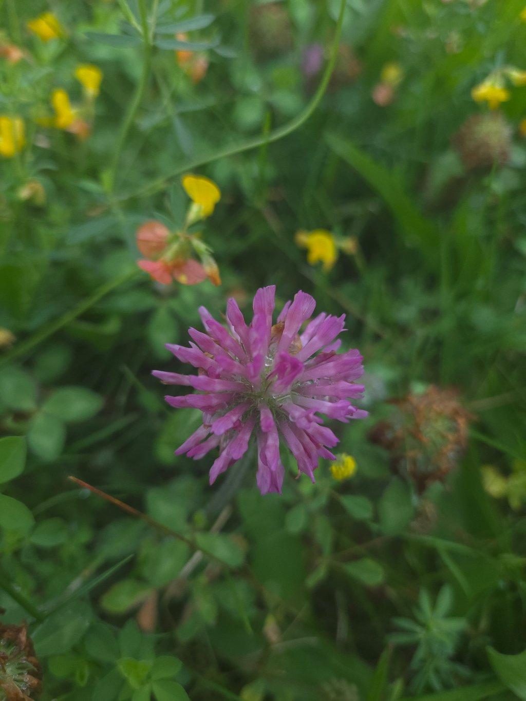Red Clover