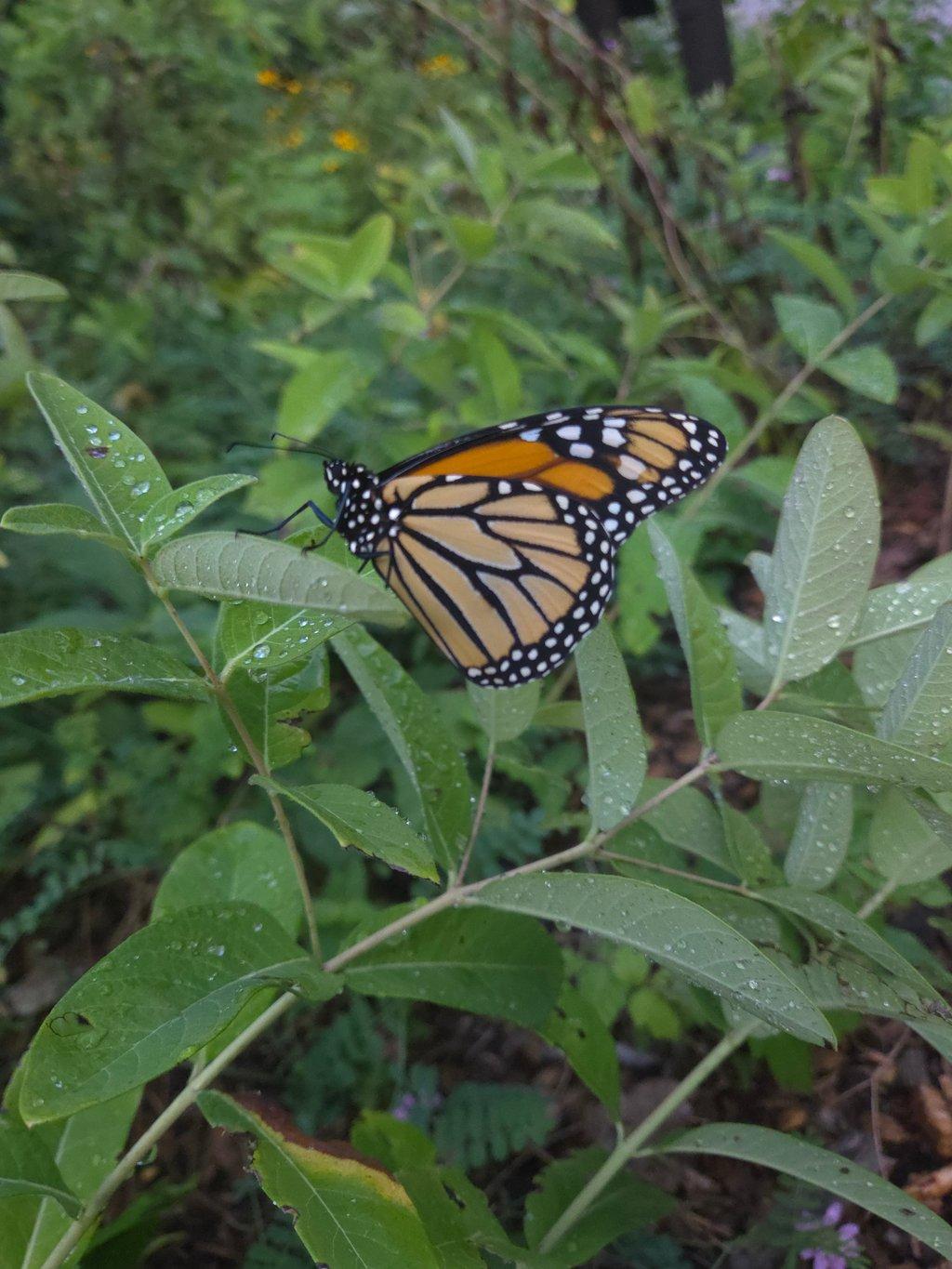 Monarch Butterfly