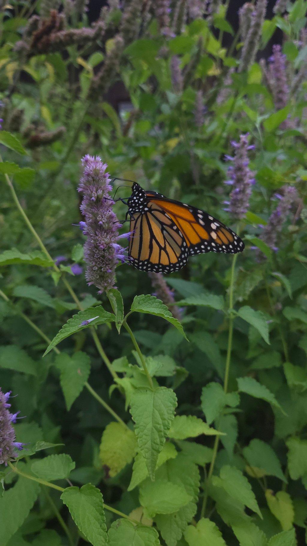 Monarch Butterfly