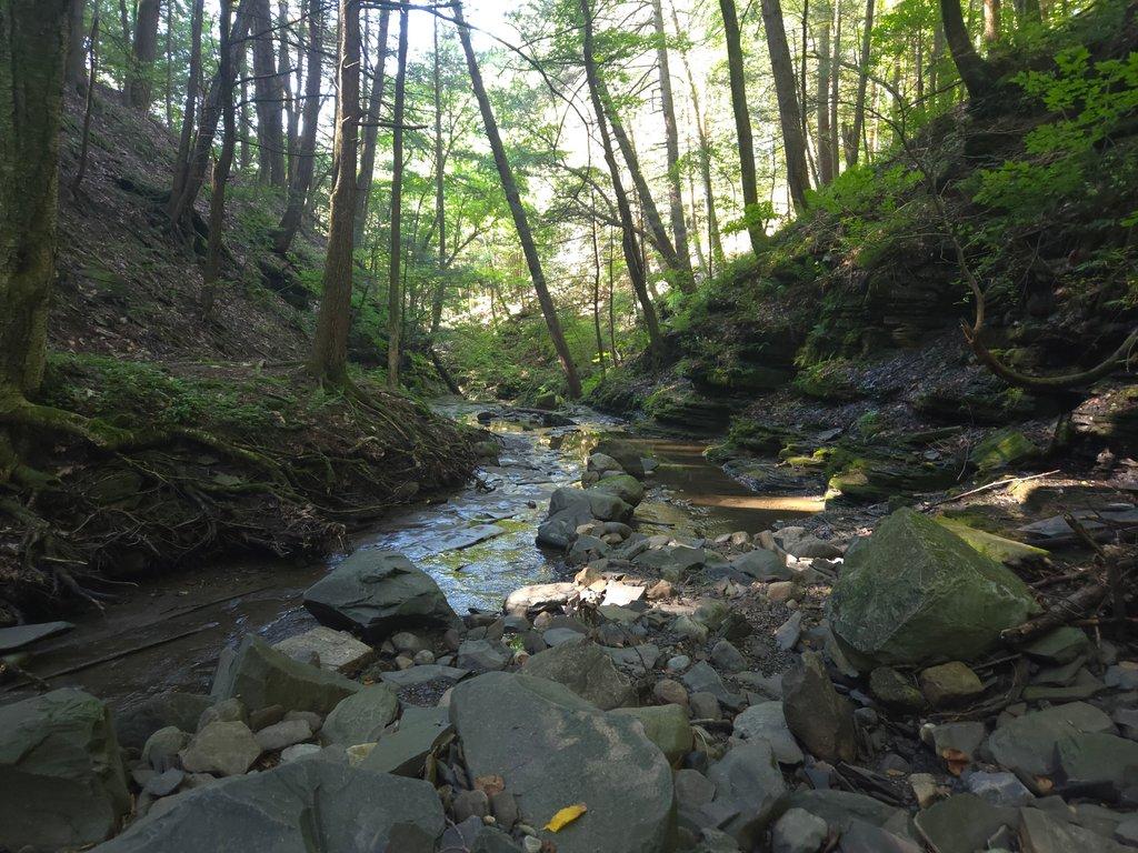 Forest Creek