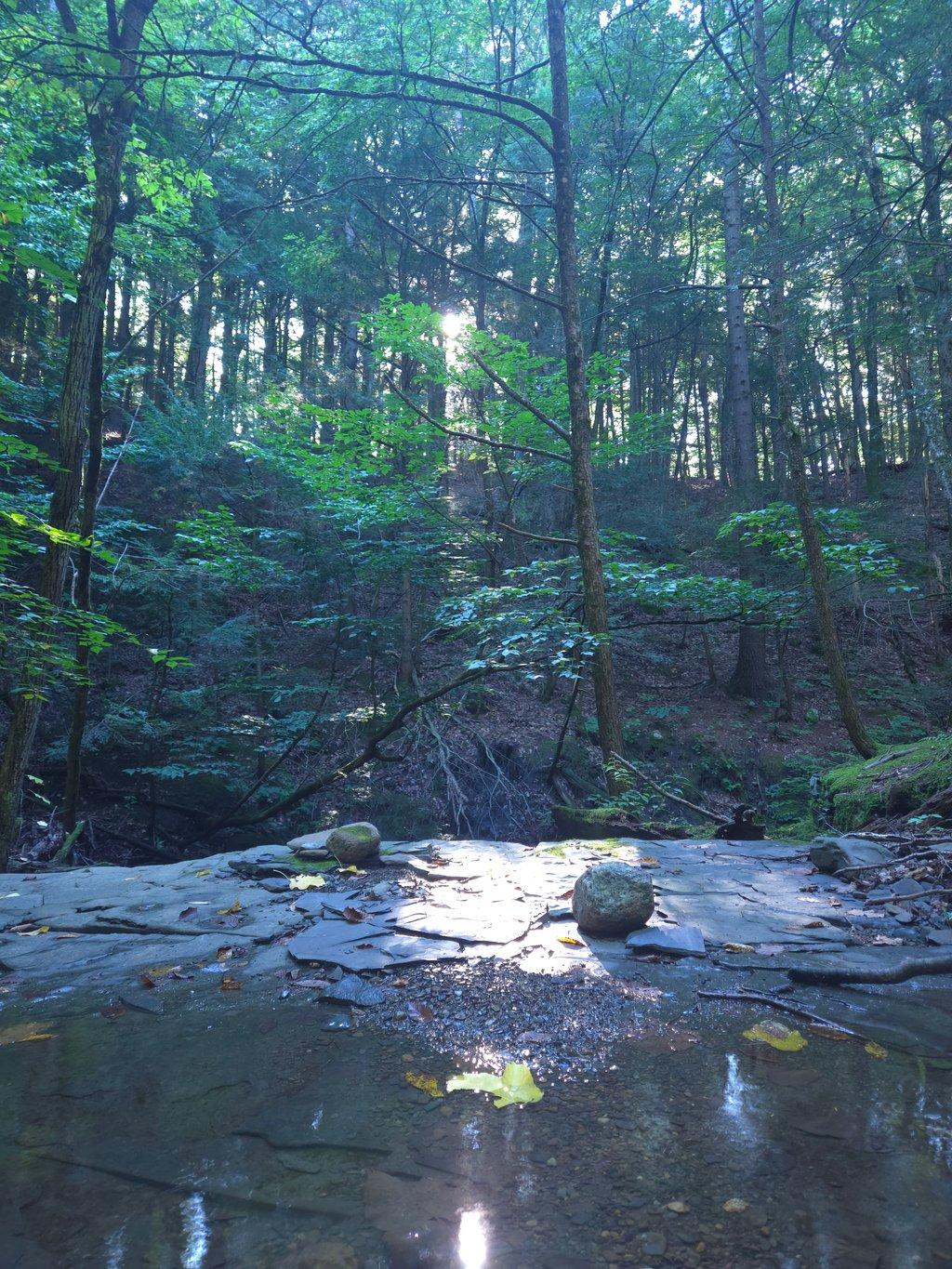 Sunlight in Creek Bed
