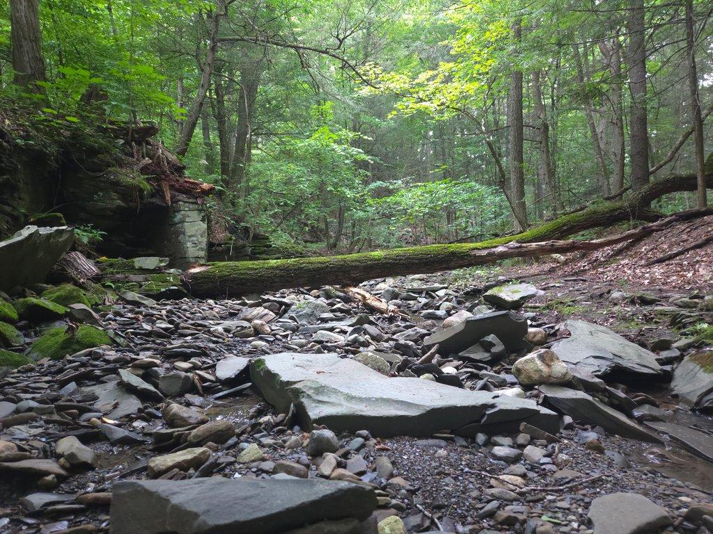 Forest Riverbed