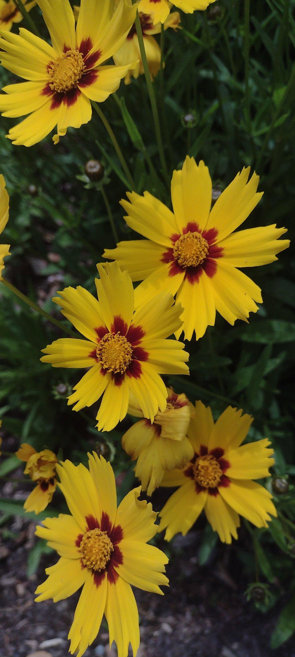 Lanceleaf Tickseed Flowers