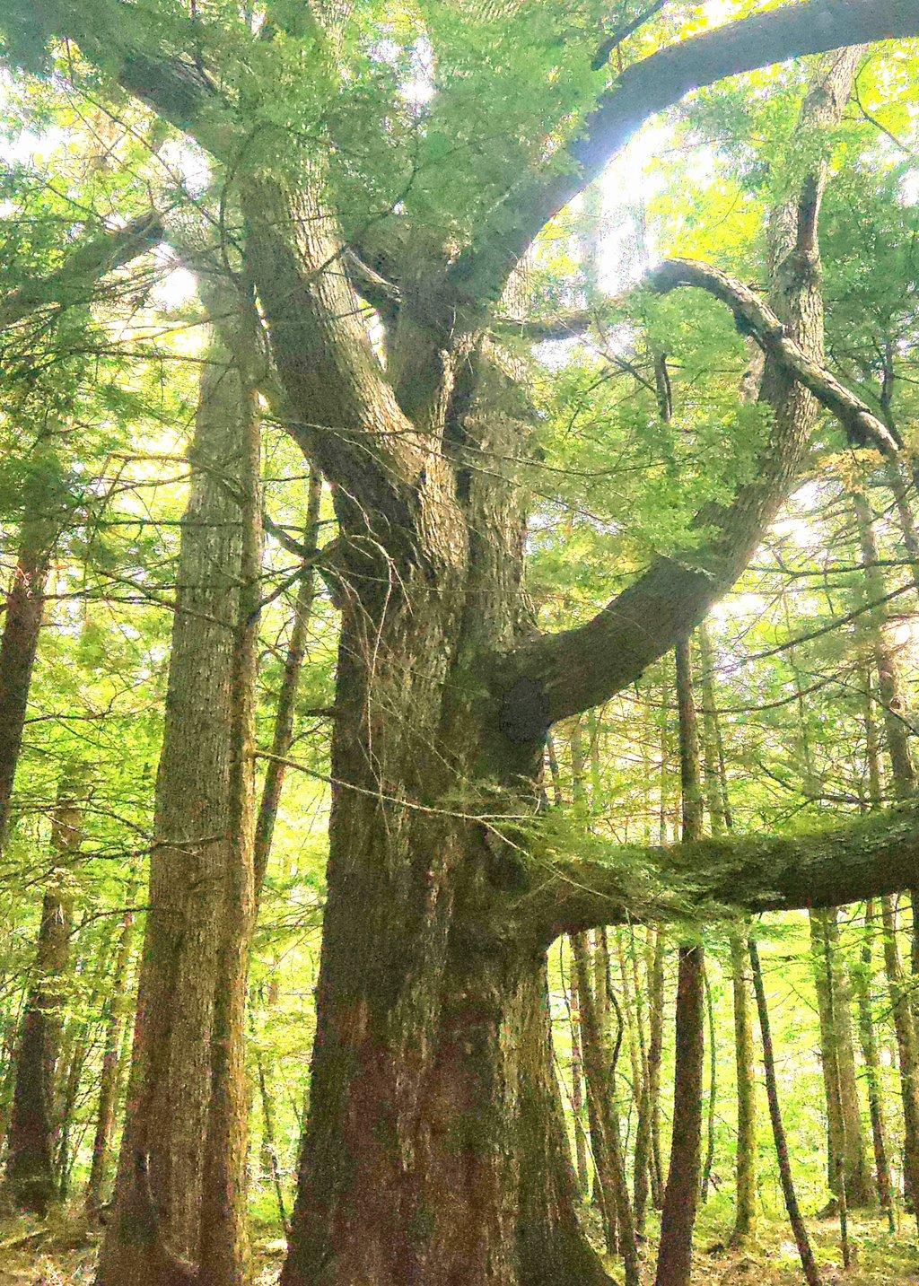 Ancient Tree in Forest