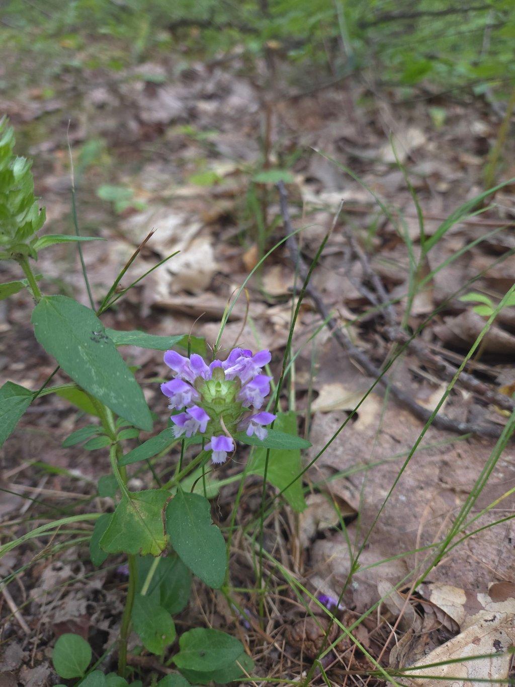 Showy Skullcap Flower