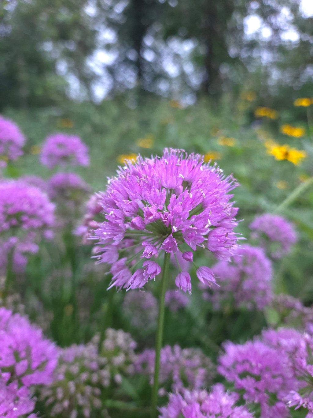 Allium Purple Sensation Flower