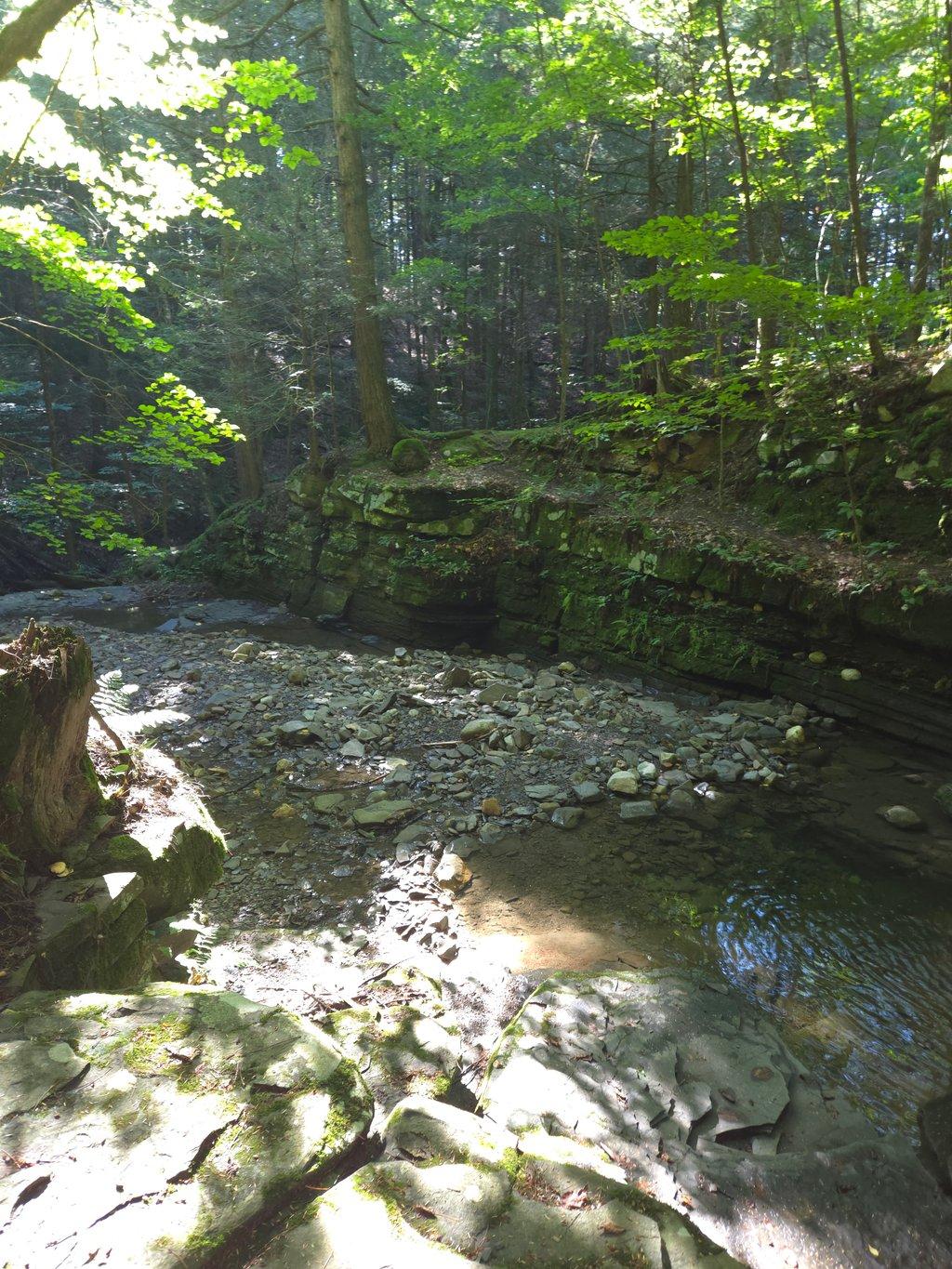 Forest Gorge