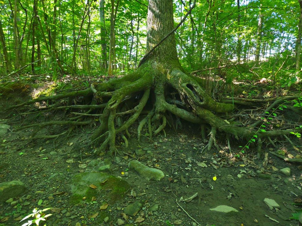 Mossy Tree Roots in Foret