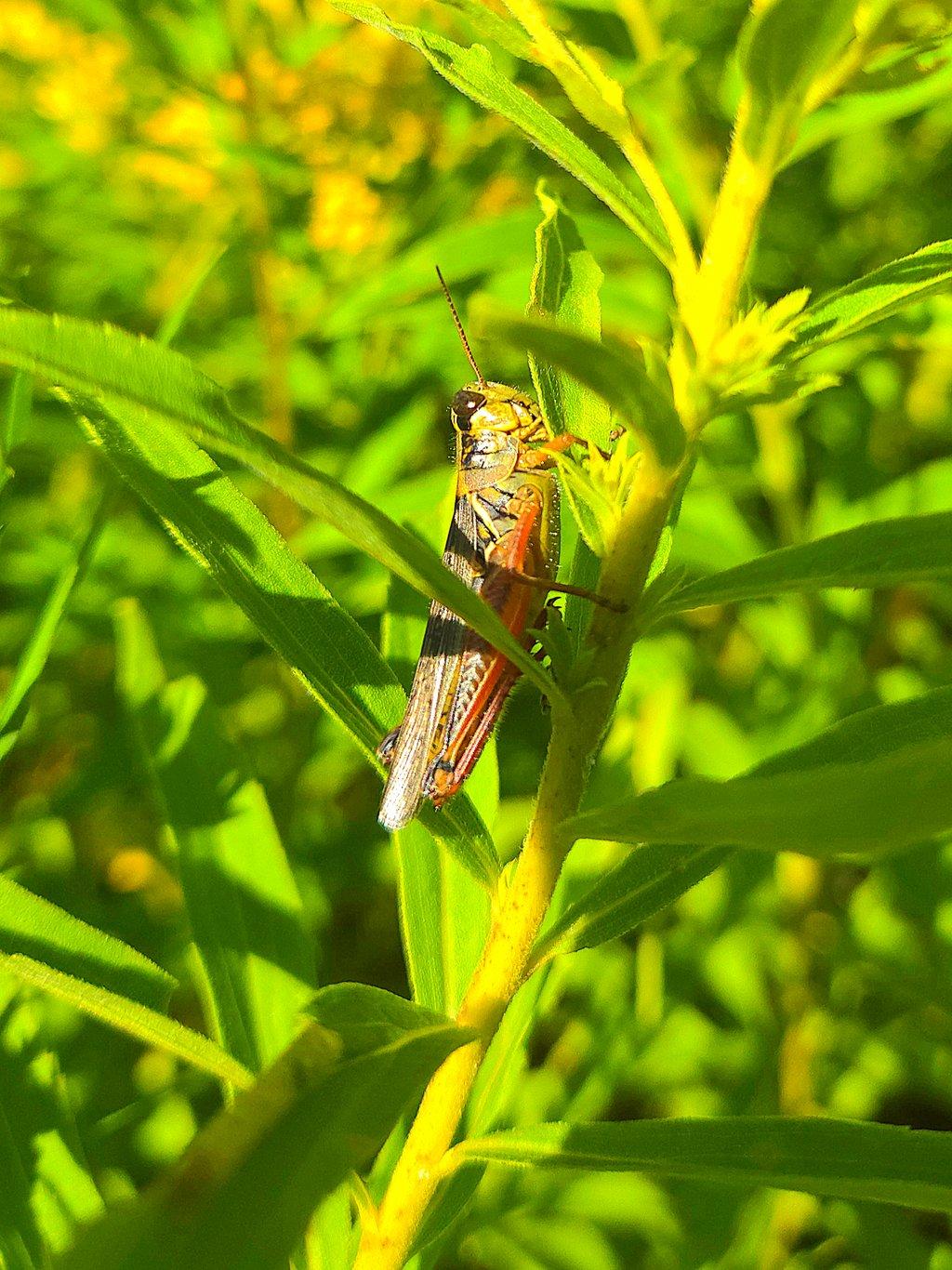 Grasshopper Perching