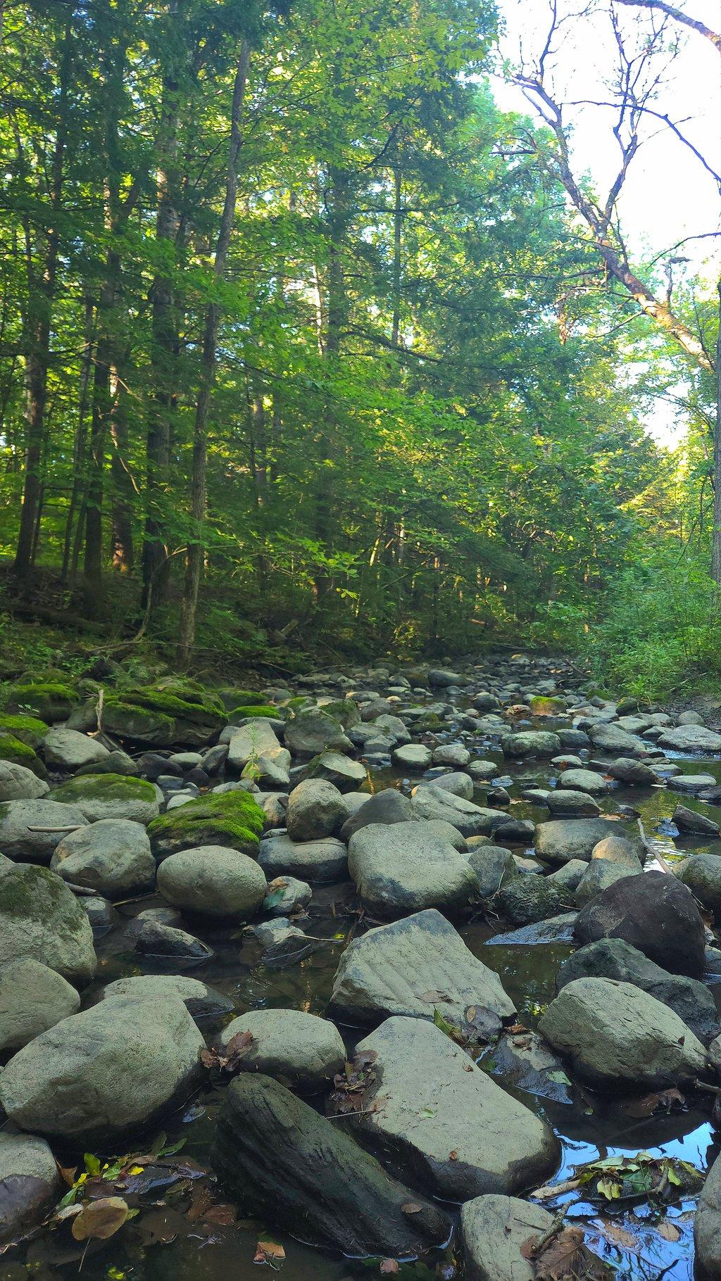 Rocky Forest Stream