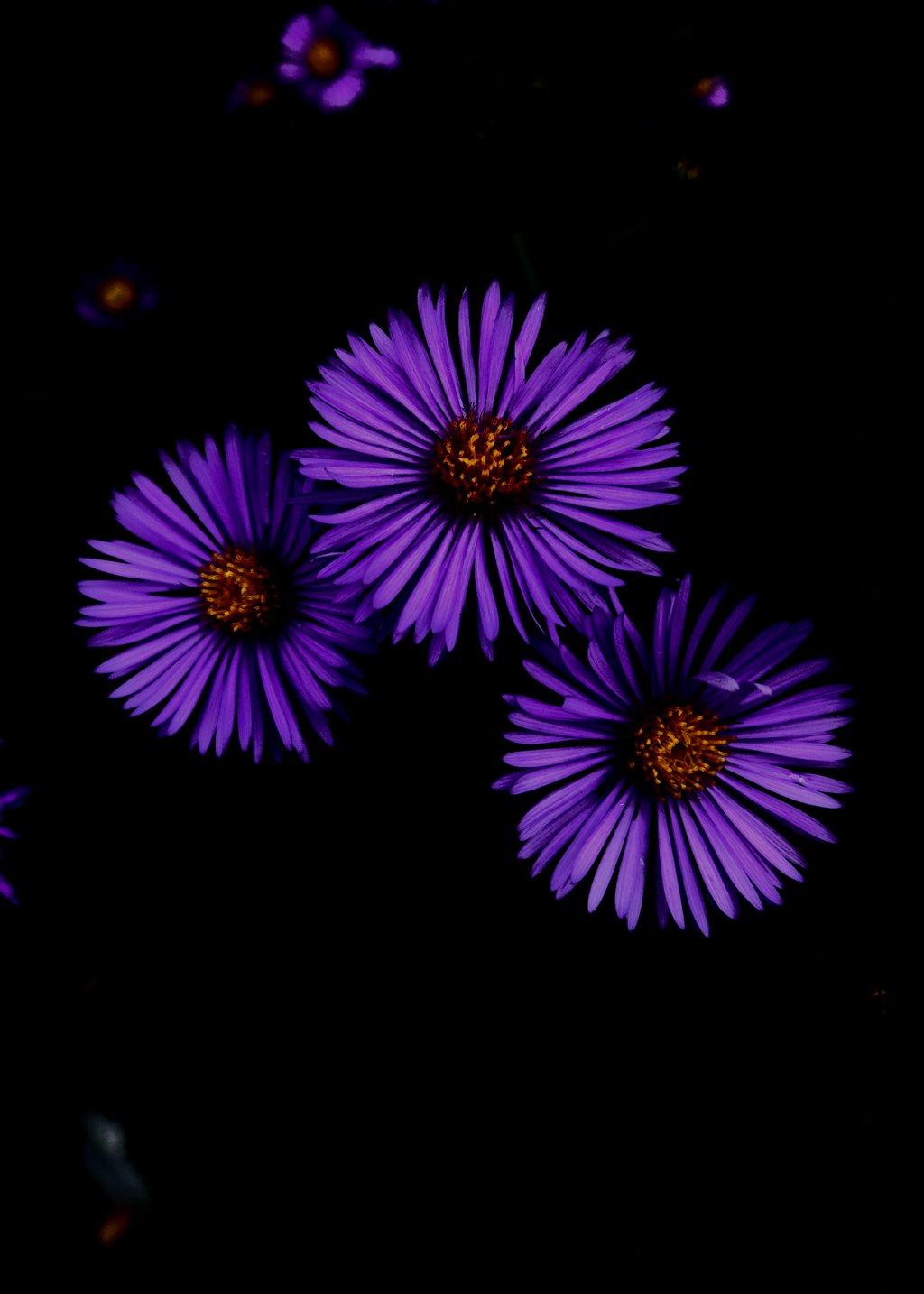 Purple Aster Flower POP
