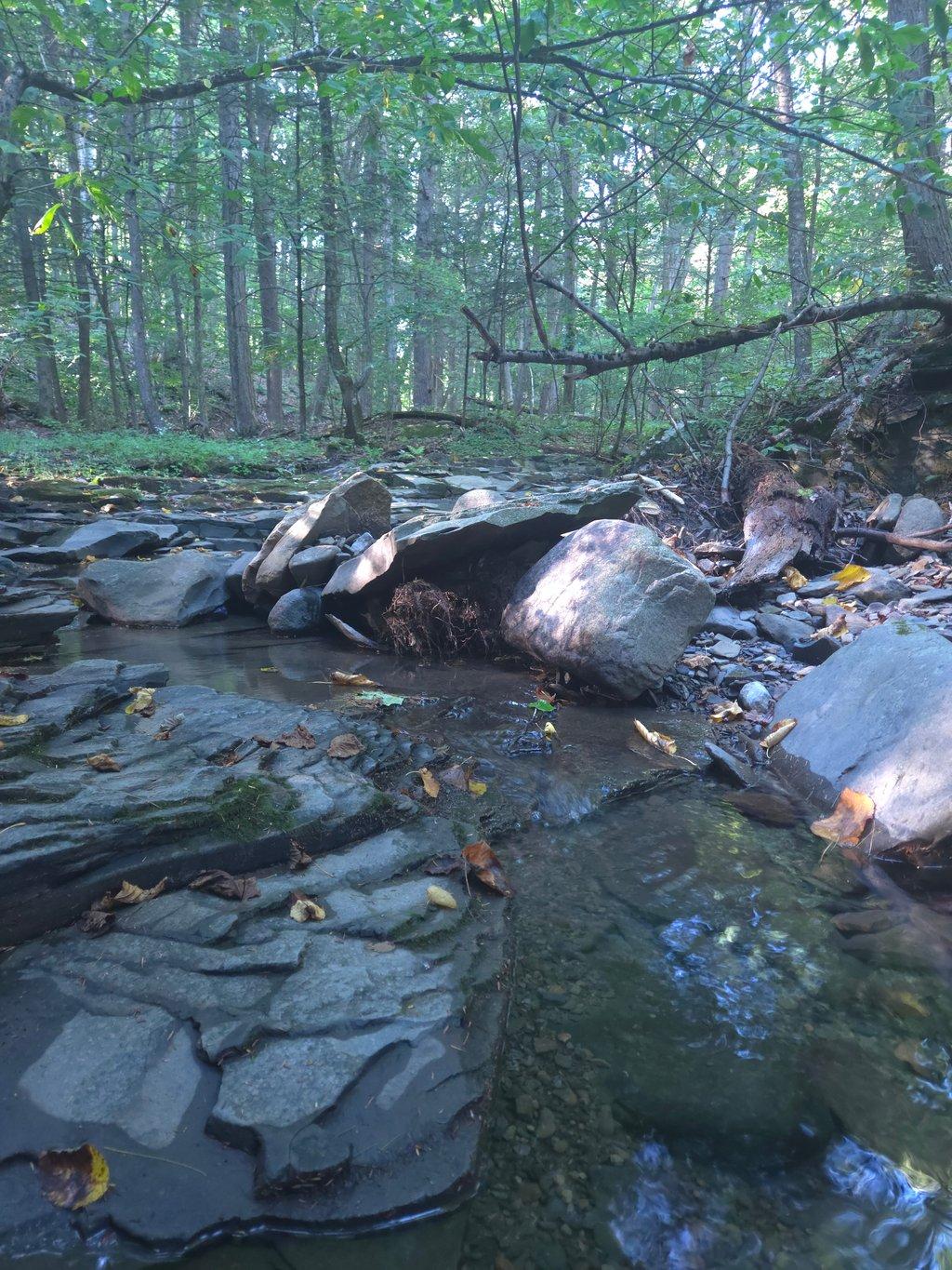 Evening in a Rocky Forest Creek