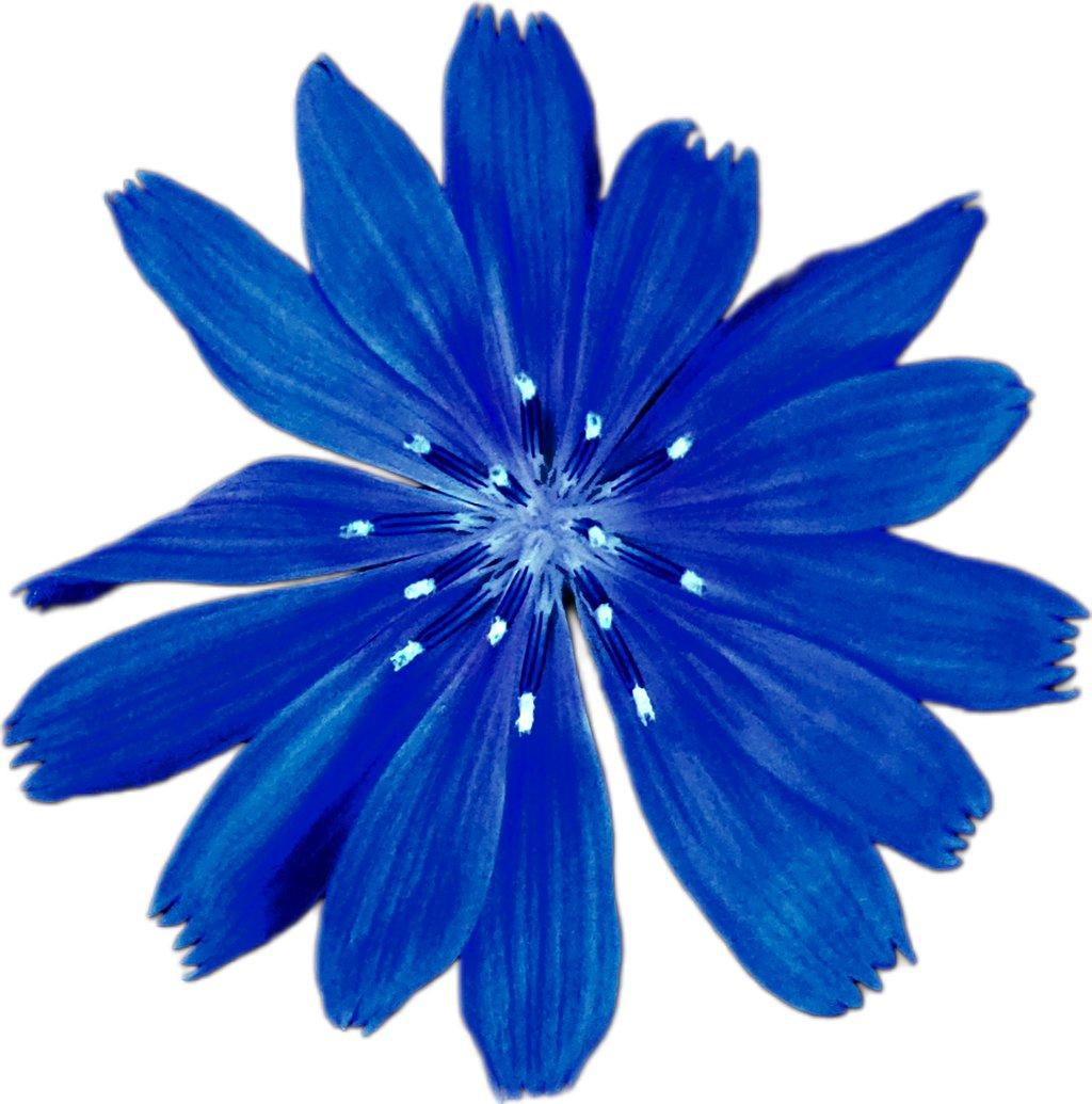 Chicory Flower