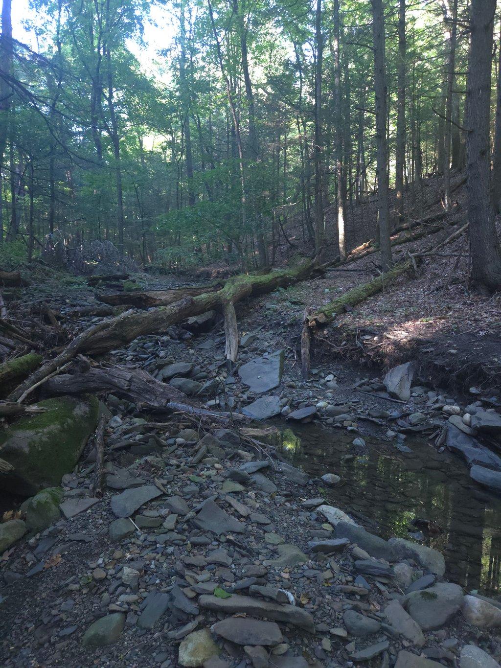 Stoney Forest Creek at Dusk