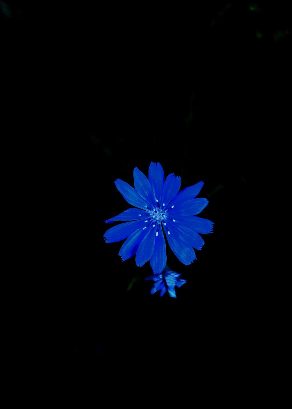 Chicory Flower