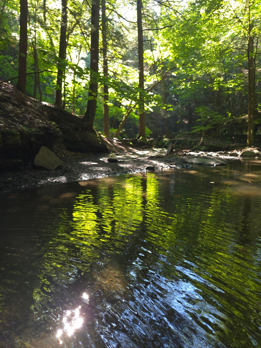 Smooth Flowing Creek in Forest