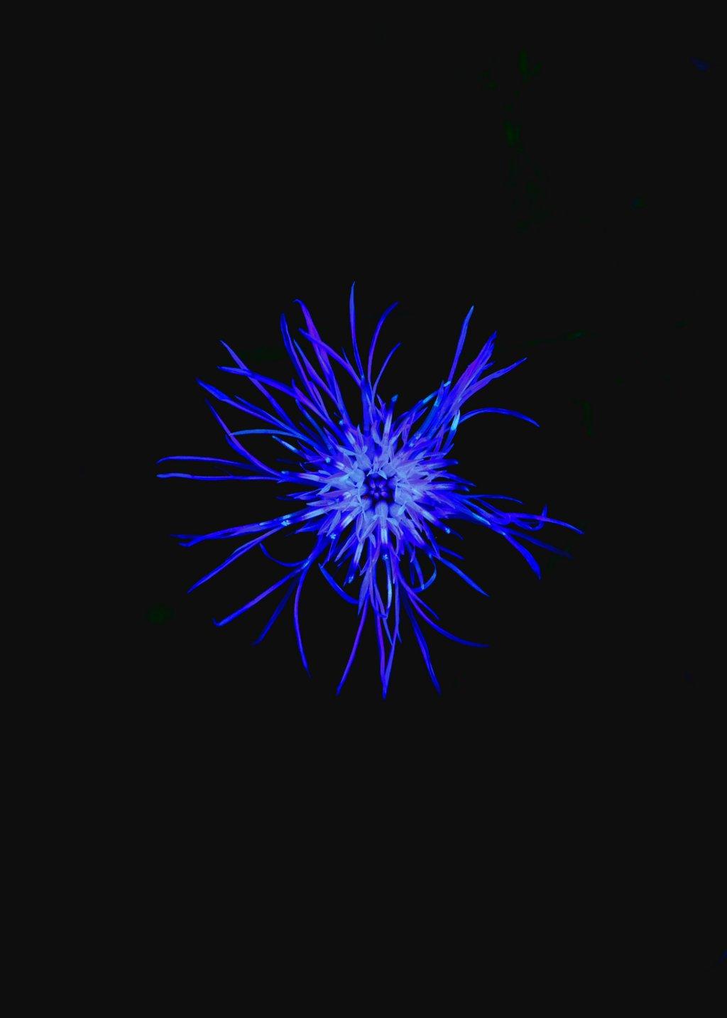 Glowing Blue Flower