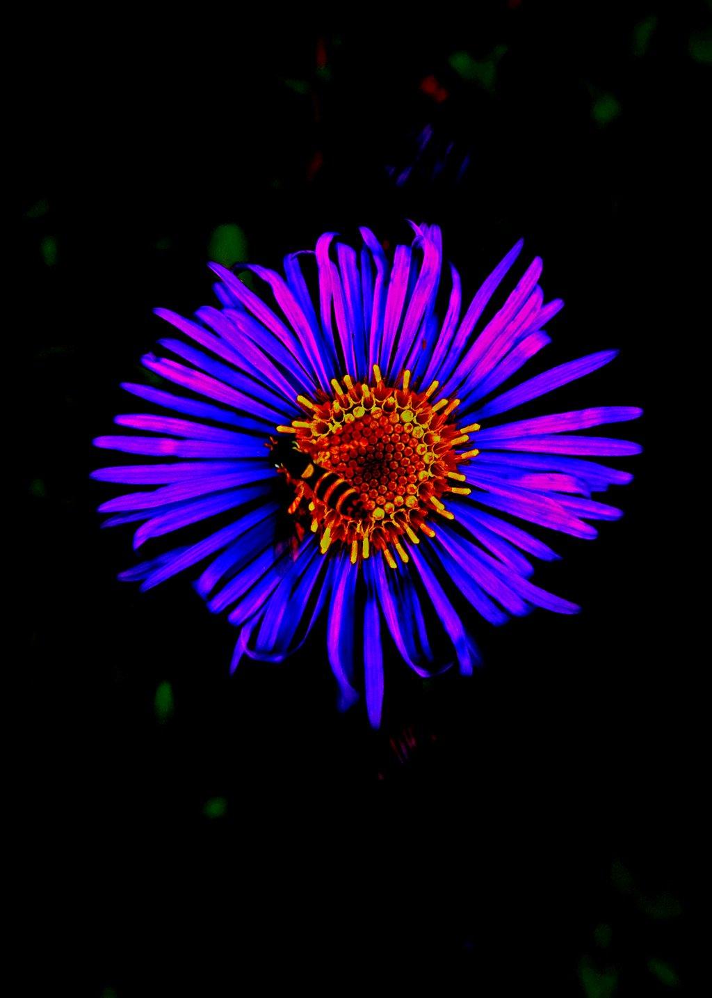 Neon Purple Aster Flower
