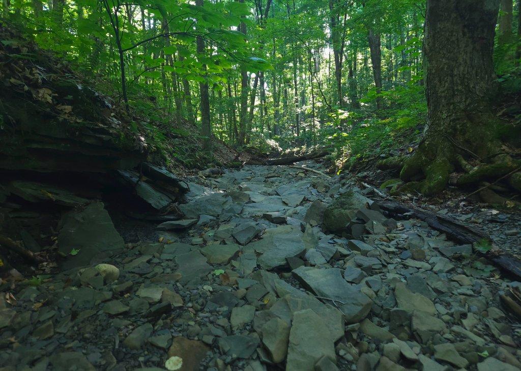 Rocky Creek Bed in Summer Forest