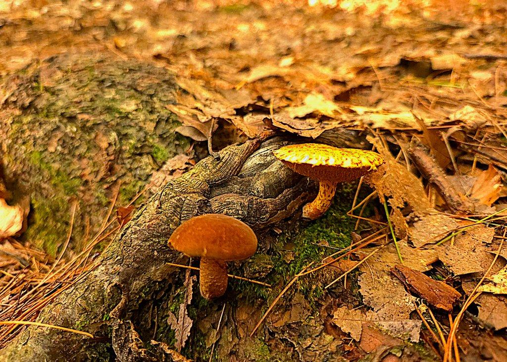 Forest Mushrooms