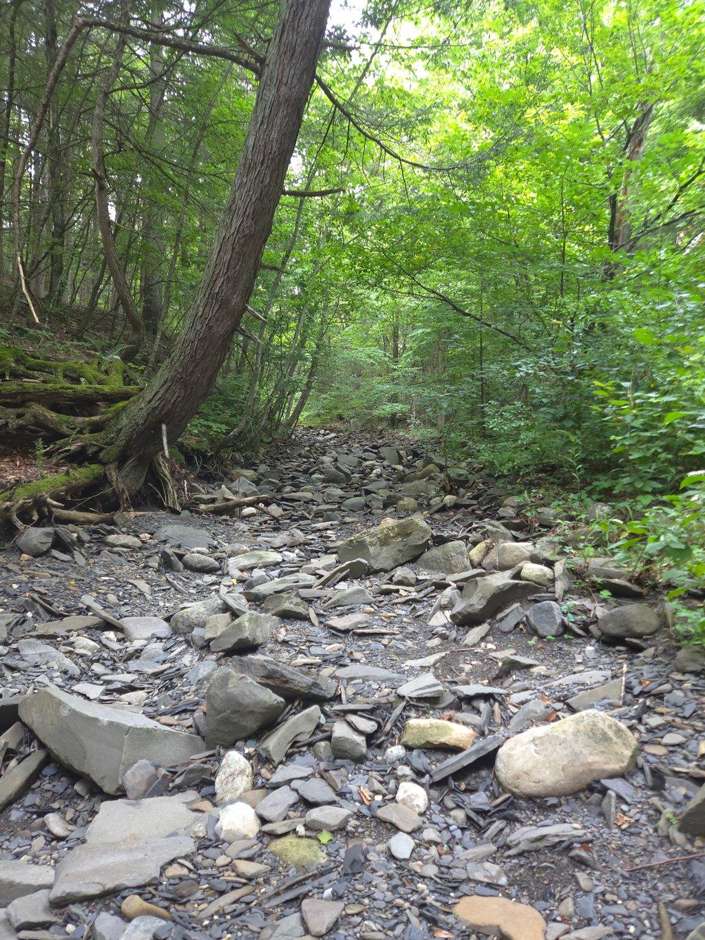 Rocky Forest Creek Bed