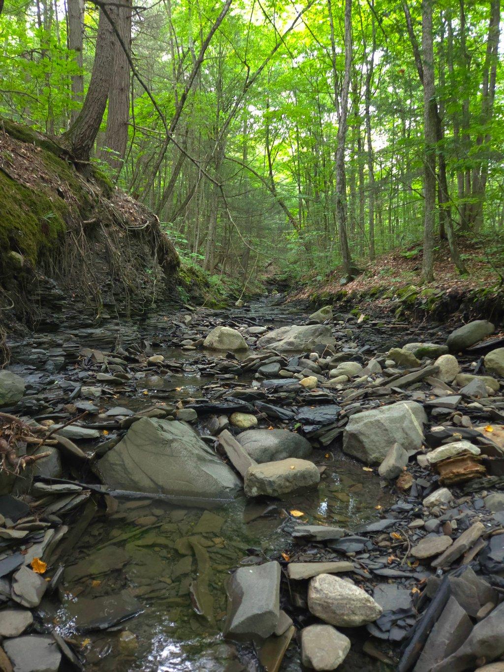 Deep Forest Creek