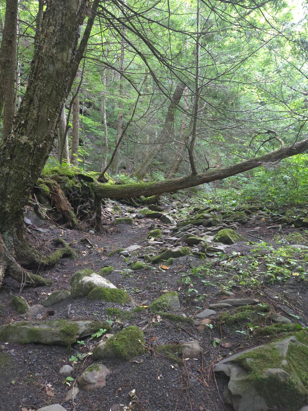 Mossy Forest