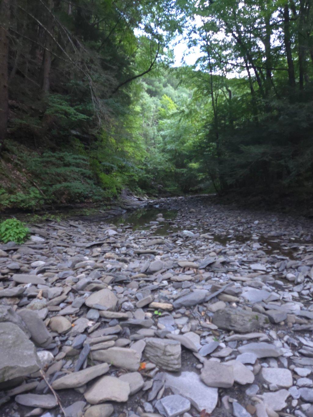 Creek Bed in Forest