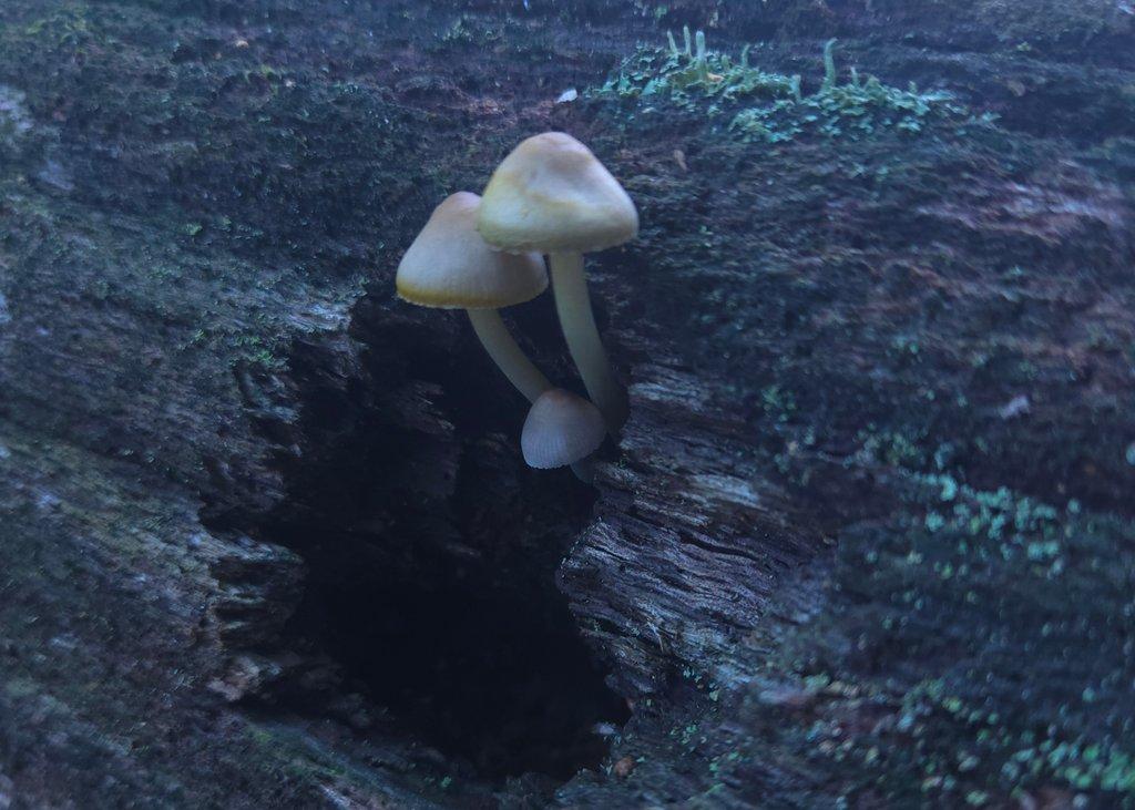 Mushrooms in Log