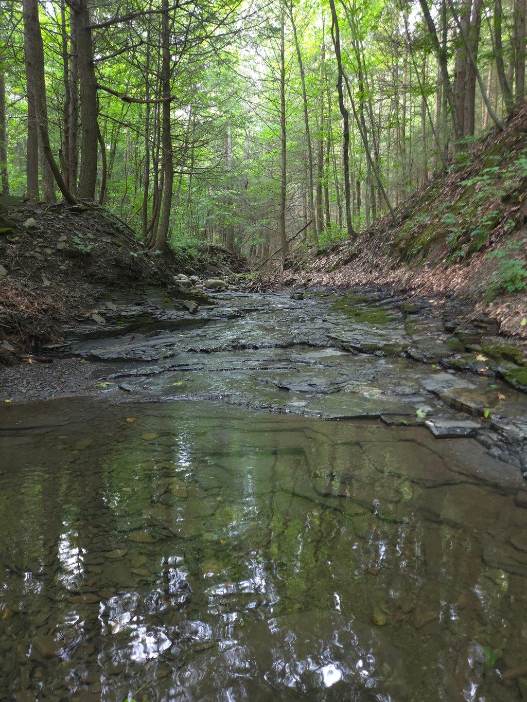 Calm Waters in Forest